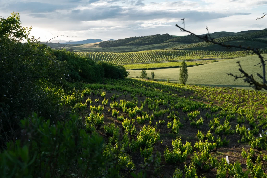 viñedo bekaira